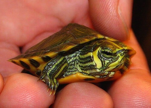 Tiny Turtle